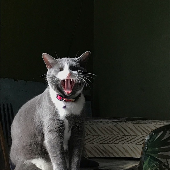 Meet your Posher, Cristina - Picture 1 of 1